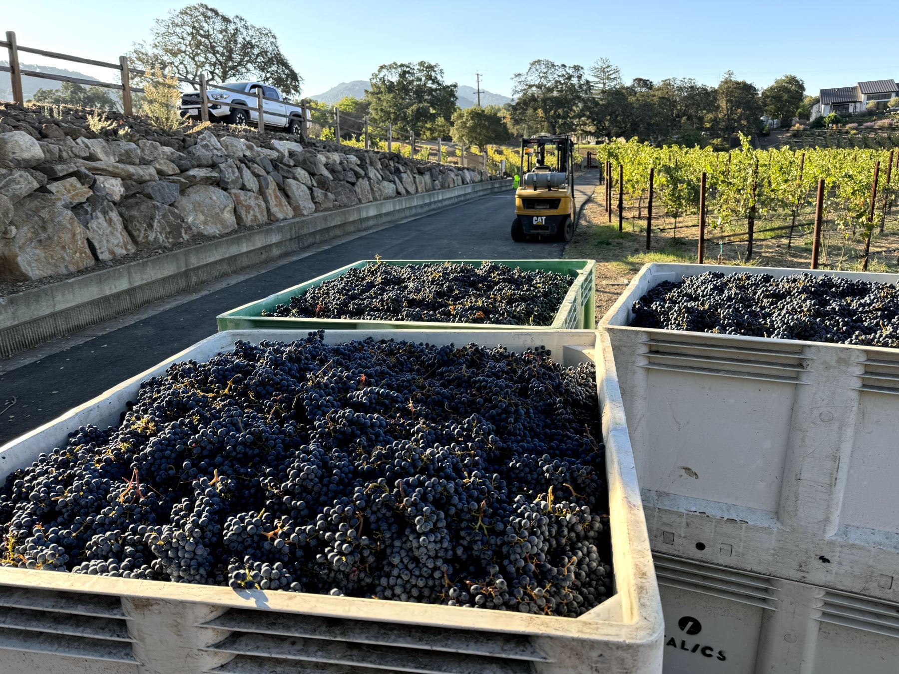Harvest morning at Asymmetric vineyard