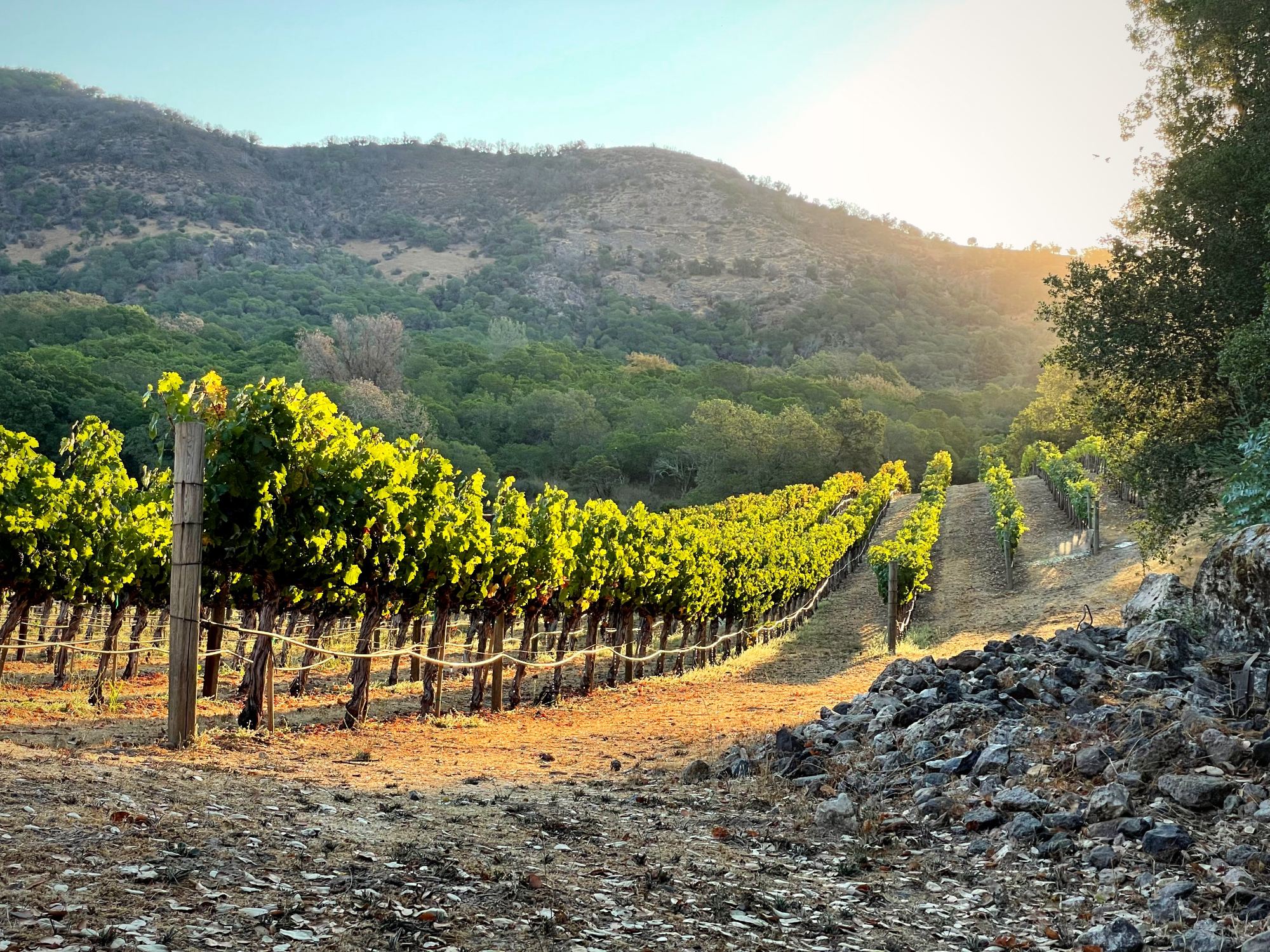 Golden-hour light over the estate vineyard rows